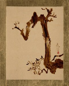 Corbeau sur un arbre