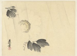 Pivoine blanche sous la pluie - Shibata Zeshin