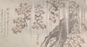 Fleurs de cerisier sous la pluie - Shinsai