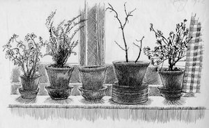 Plantes mortes sur un rebord de fenêtre, 1952 - Shirley Markham