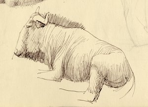 Gnou, vers 1951 - Shirley Markham