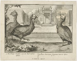 Parelhoenders - Sieuwert van der Meulen