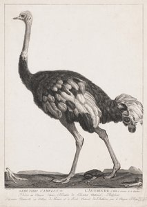 Autruche