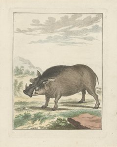 Sanglier africain - Simon Fokke