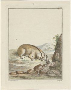 Paresseux