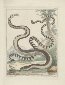Serpents Platstaart - Simon Fokke