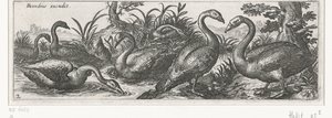 Cygnes - Simon Frisius