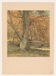 Arbre près d