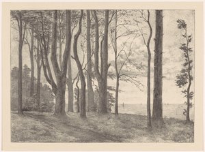 Arbres au bord de l