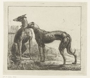 Deux lévriers