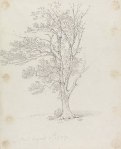 Arbre à Easton Park - Sir George Howland Beaumont seventh Baronet