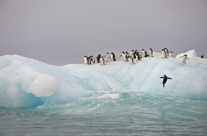 Manchots Adélie, Pygoscelis adeliae, sur un iceberg, 2022 (photo)
