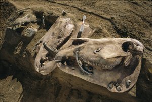 Crânes de chevaux avec des pièces de bride encore en place remplissant une tombe scythe - Sisse Brimberg
