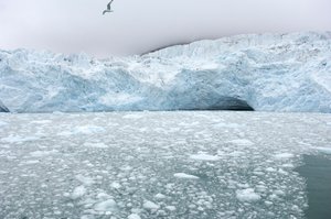 Morceaux de glace des glaciers voisins flottant dans la mer arctique, îles Svalbard, Norvège