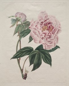 Pivoine arbustive chinoise, vers 1820