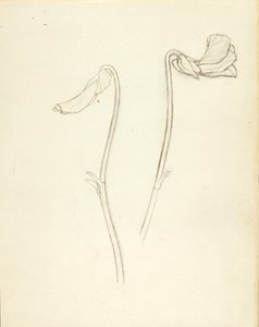 Fleur fermée et ouverte