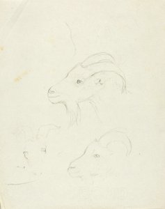Chèvres - Solon H. Borglum