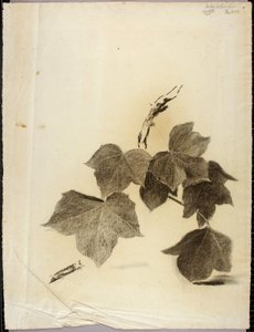 Feuilles