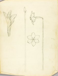 Étude des plantes - Solon H. Borglum