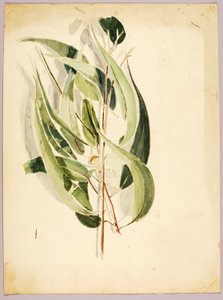 Étude de plante, fin 19e-début 20e siècle - Solon H. Borglum