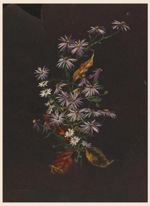 Bouquet d