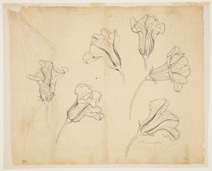 Études de fleurs de courge ou de citrouille