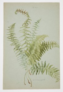 Étude de fougère - Sophia L. Crownfield