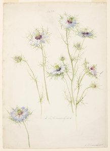 Étude de Nigelle de Damas