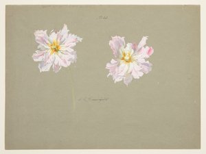 Étude de pivoines rose pâle - Sophia L. Crownfield