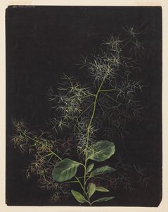 Étude de plante, possiblement des cheveux touffus