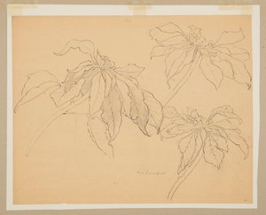 Étude de poinsettias - Sophia L. Crownfield