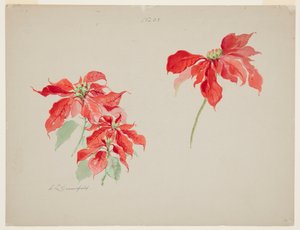 Étude de Poinsettias Rouges