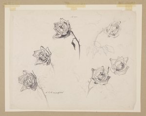 Étude de Roses