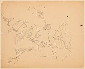 Étude de vignes de courge - Sophia L. Crownfield