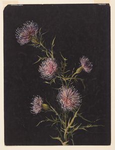 Étude de chardons