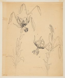 Étude de lys tigrés - Sophia L. Crownfield