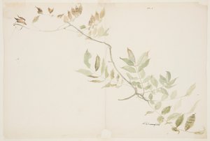 Étude de feuillage de glycine - Sophia L. Crownfield