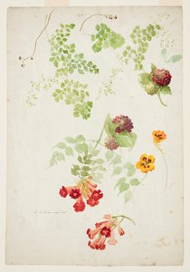 Étude de fougère capillaire, trompette de vigne et capucine - Sophia L. Crownfield