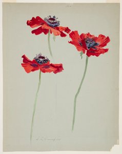 Trois études de coquelicots