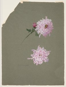 Deux études de chrysanthèmes violets - Sophia L. Crownfield