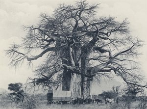 Un baobab