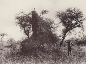 Un énorme fourmilière - South African Photographer
