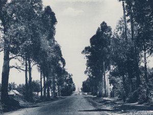 Avenue de gommiers bleus, Pretoria (photo n/b) - South African Photographer