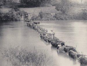 Comment les rivières sont traversées dans le Transvaal - South African Photographer