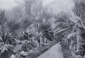 Avenue des palmiers, jardins botaniques, Durban - South African Photographer