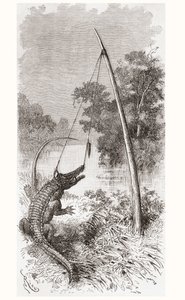 Un piège à alligator sur le fleuve Oyapock ou Oiapoque, qui forme la frontière de la Guyane française et du Brésil - Spanish School