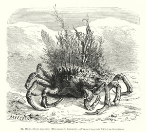 Crabe araignée européen (Maja squinado) - Spanish School