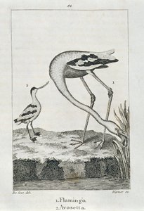 Flamant rose et Avosette, de 