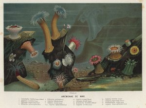 Anémones de mer - Spanish School