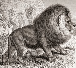 Le Lion du Cap, maintenant éteint, de 